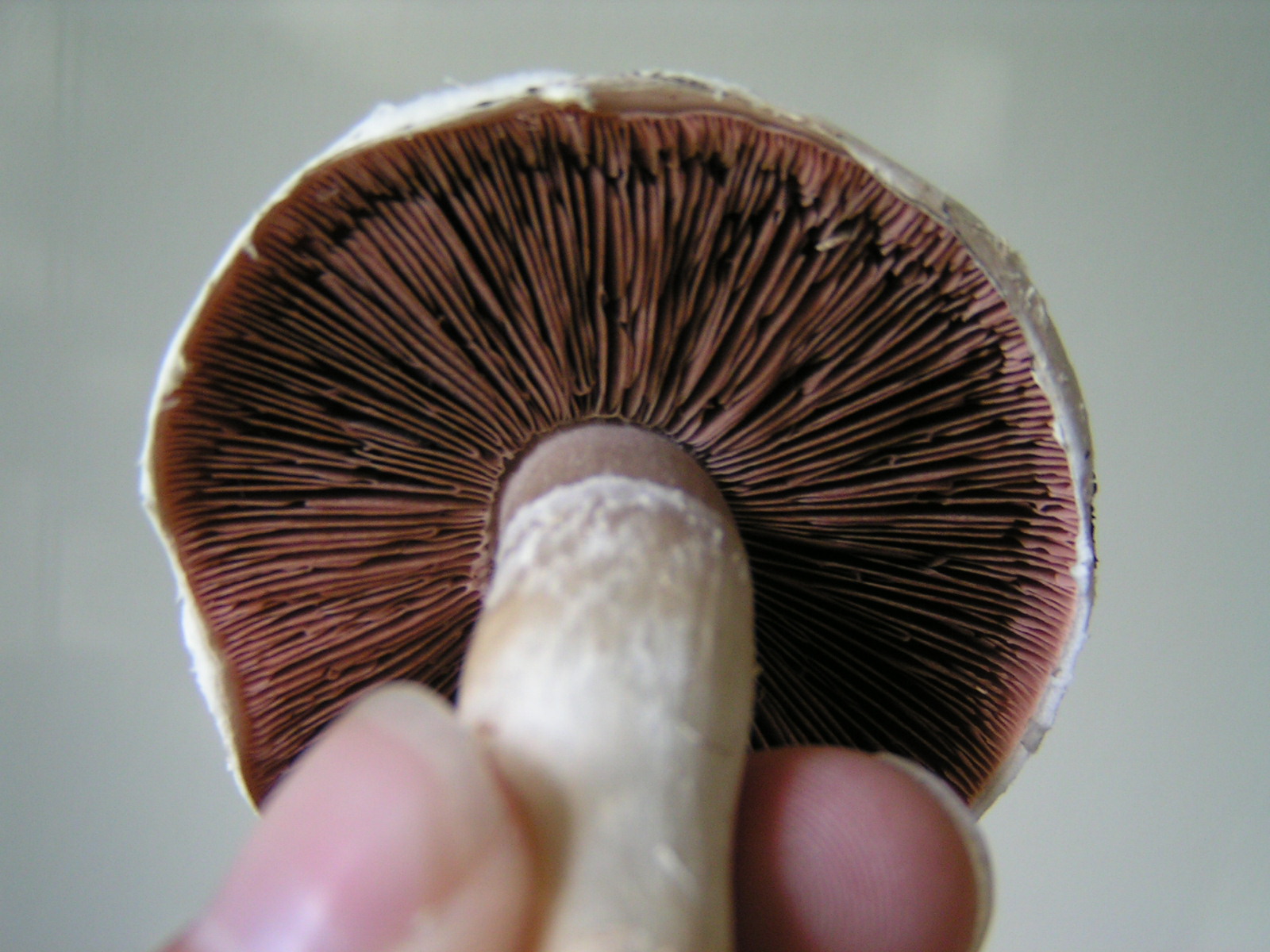  common mushroom